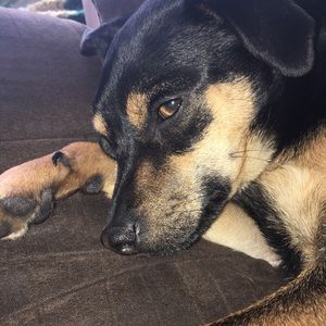 Meet your Posher, Annie